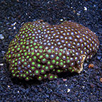 Green Crossettes and Mint Chocolate Chip Colony Polyp Rock Zoanthus Indonesia IM (click for more detail)