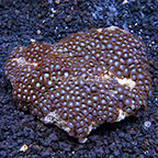 Black Hole Sun and Mint Chocolate Chip Colony Polyp Rock Zoanthus Indonesia IM (click for more detail)