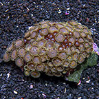 Mandarin Monsters and Lavender Heart Colony Polyp Rock Zoanthus Indonesia IM (click for more detail)