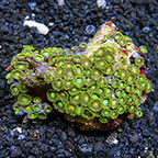 Green Bay Packers and Radioactive Dragon Eye Colony Polyp Rock Zoanthus Tonga IM (click for more detail)