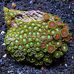 Radioactive Dragon Eye and Wham'n Watermelon Colony Polyp Rock Zoanthus Tonga IM (click for more detail)