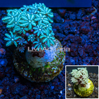 LiveAquaria® Cultured Pipe Organ Coral (click for more detail)