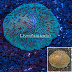 Short Tentacle Plate Coral Australia (click for more detail)