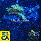 Bushy Acropora Coral Indonesia (click for more detail)
