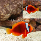 Tomato Clownfish  (click for more detail)