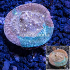 LiveAquaria® Cultured Chalice Coral  (click for more detail)