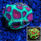 LiveAquaria® Cultured Dipsastrea Brain Coral (click for more detail)
