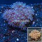 Clove Polyp Rock Indonesia (click for more detail)