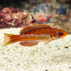 Half Banded Flasher Wrasse, Sub adult (click for more detail)