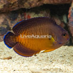 Tigertail Coral Beauty Angelfish (click for more detail)