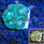 Australia Cultured Goniastrea Brain Coral  (click for more detail)