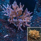 Pineapple Tree Coral Indonesia (click for more detail)