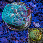 LiveAquaria® Cultured Chalice Coral  (click for more detail)