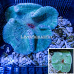 Haddon's Carpet Anemone Green (click for more detail)