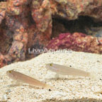Blue Dot Sleeper Goby, Pair (click for more detail)