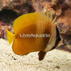 Orange Butterflyfish (click for more detail)