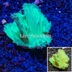 USA Cultured Cabbage Leather Coral  (click for more detail)