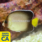 Cream Angelfish (click for more detail)