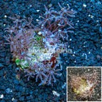 Waving Hand Coral Indonesia  (click for more detail)