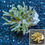 Sinularia Finger Leather Coral Tonga (click for more detail)