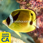 Raccoon Butterflyfish  (click for more detail)