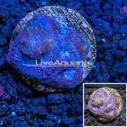 LiveAquaria® Cultured Goniastrea Brain Coral  (click for more detail)