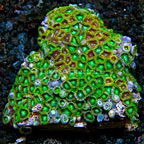 Radioactive Dragon Eye and Wham'n Watermelon Colony Polyp Rock Zoanthus Tonga IM (click for more detail)