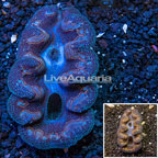 Purple and Blue Crocea Clam (click for more detail)