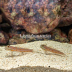 Diamond Watchman Goby, Pair  (click for more detail)