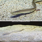 White/Ghost Ribbon Eel (click for more detail)