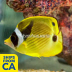 Raccoon Butterflyfish  (click for more detail)