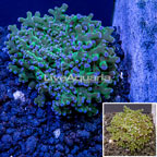 Australia Cultured Frogspawn Coral  (click for more detail)