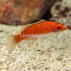 Ruby Longfin Fairy Wrasse (click for more detail)
