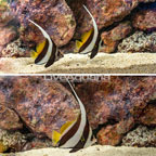 Schooling Bannerfish, Trio (click for more detail)