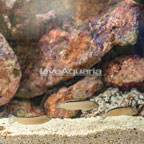 Smith's Blenny, Trio (click for more detail)