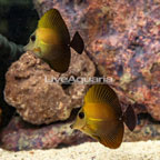 Scopas Tang , Pair (click for more detail)