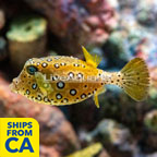 Cubicus Boxfish  (click for more detail)