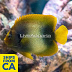 West African Angelfish (click for more detail)