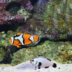 ORA® Captive-Bred Picasso x Platinum Percula Clownfish (Retired Broodstock Pair) (click for more detail)