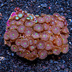 Candy Apple Pink and Silver Bullet Blues Colony Polyp Rock Zoanthus Indonesia IM (click for more detail)