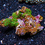 Wham'n Watermelon and Radioactive Dragon Eye Colony Polyp Rock Zoanthus Tonga IM (click for more detail)