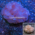 Bubble Coral Tonga (click for more detail)