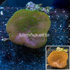 Toadstool Mushroom Leather Coral Australia (click for more detail)