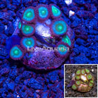 USA Cultured Zoanthus Coral (click for more detail)