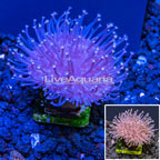 Australia Cultured Toadstool Mushroom Leather Coral (click for more detail)