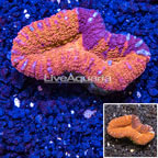 Lobophyllia Coral Australia (click for more detail)