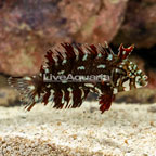 Dragon Wrasse (click for more detail)