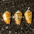 Orange Lip Conch Snail, 3-Lot (click for more detail)