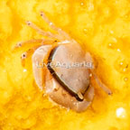 Trapezia Crab  (click for more detail)