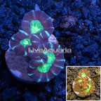 LiveAquaria® Cultured Caulastrea Coral (click for more detail)